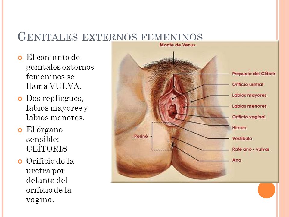 aparato+reproductor+femenino+orificio+uretral